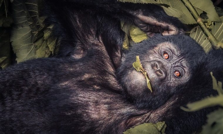 Gorilla trekking while Pregnant – Gorilla Uganda journal