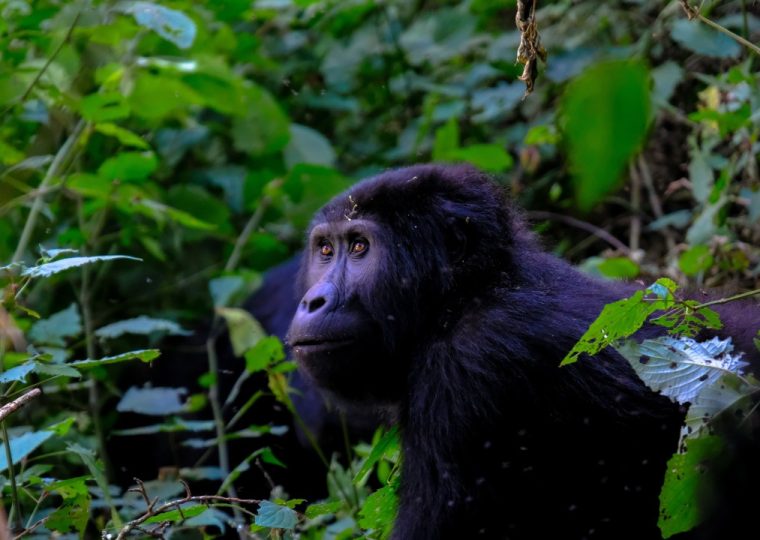 How Long Does Gorilla Trekking Last? – Gorilla Uganda journal