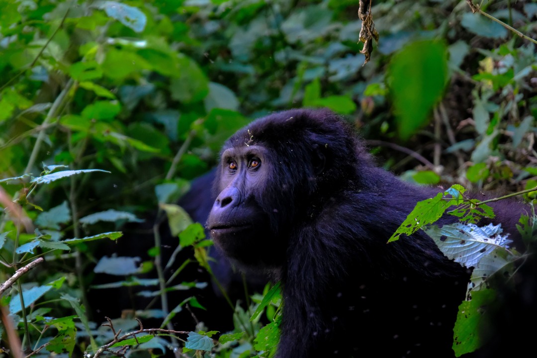 How Long Does Gorilla Trekking Last? – Gorilla Uganda journal