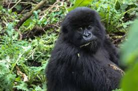 How Long Does Gorilla Trekking Last? 