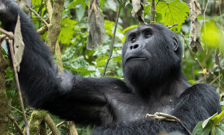 How do mountain gorillas reproduce? – Gorilla Uganda journal