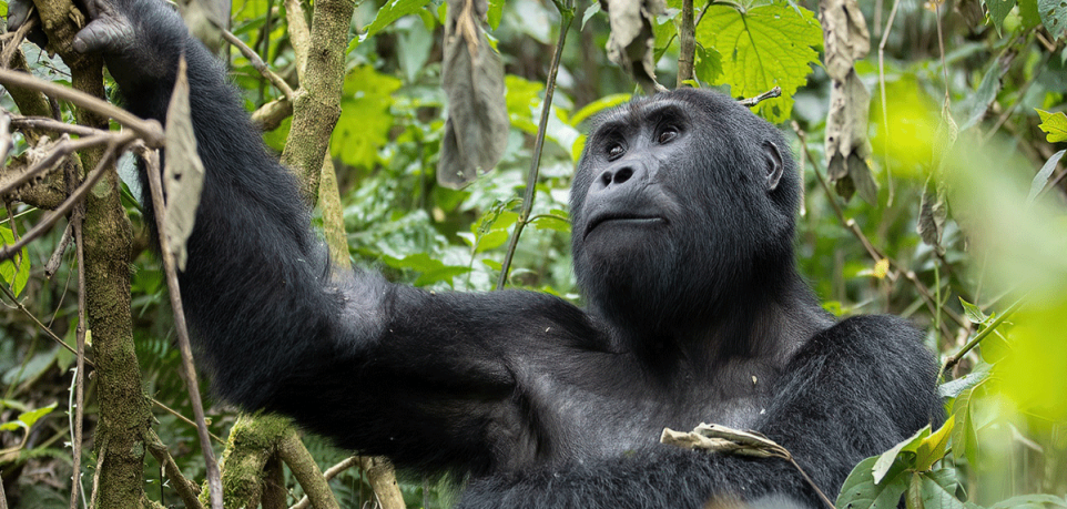 How do mountain gorillas reproduce?