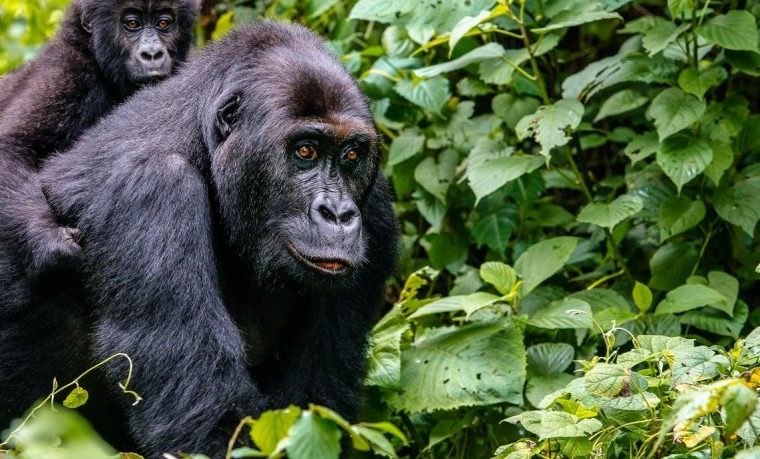 How to book a Rwanda gorilla trekking permit? – Gorilla Uganda journal