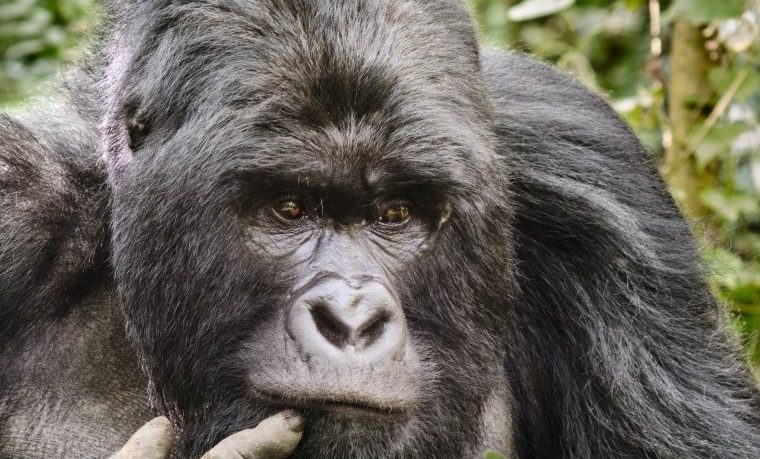 Kahuzi-Biega National Park – Destination guide
