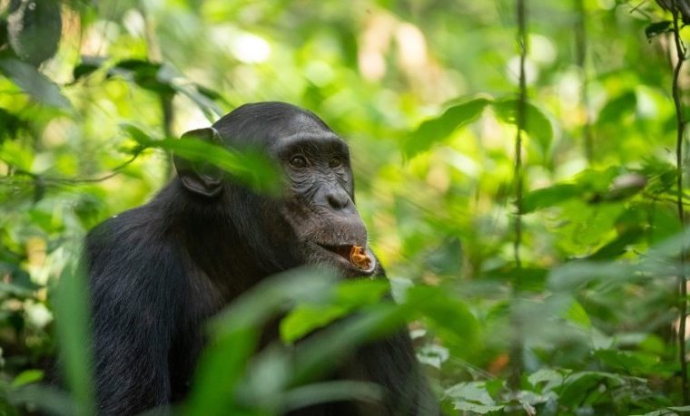 Kibale Forest National Park – Destination guide