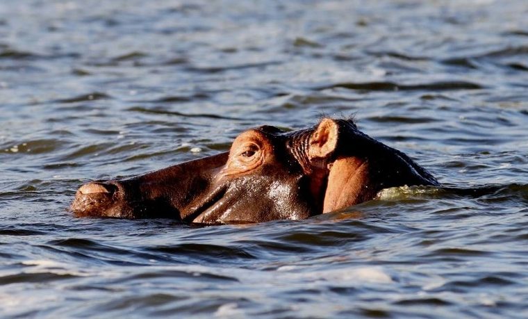 3 Days Akagera Wildlife Safari