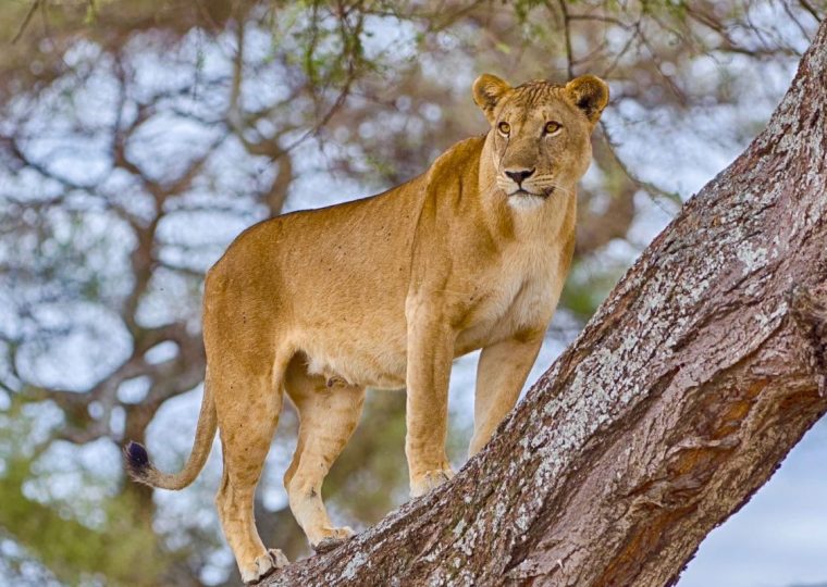 Lake Manyara National Park