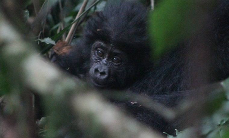 5 Days Lowland and Mountain Gorillas Safari
