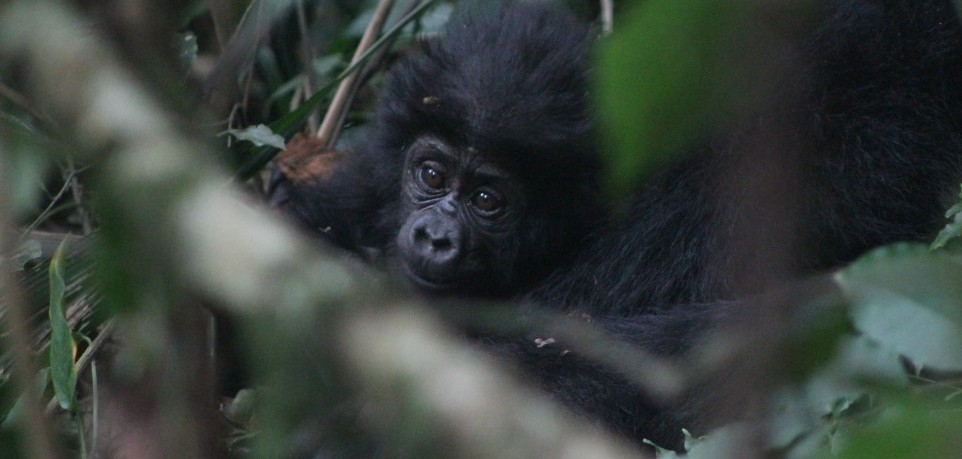 Last Minute Gorilla Trekking