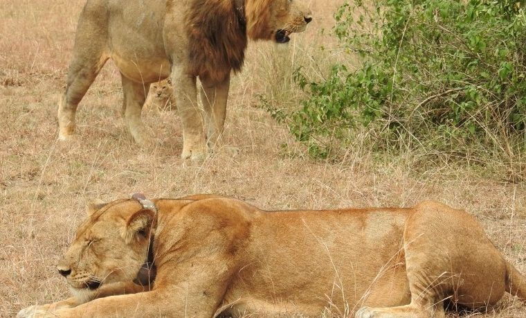 Lion tracking in Queen Elizabeth National Park – Gorilla Uganda journal