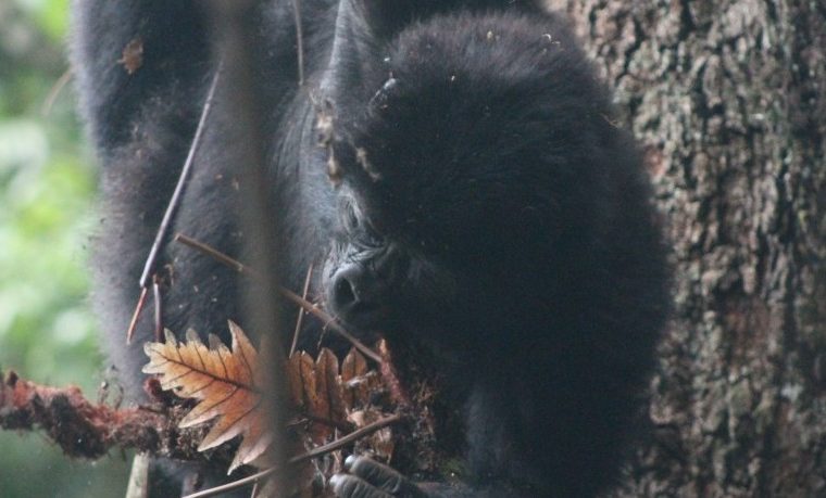 6 Days Rwanda Double Gorilla Trek and Chimpanzee Tour