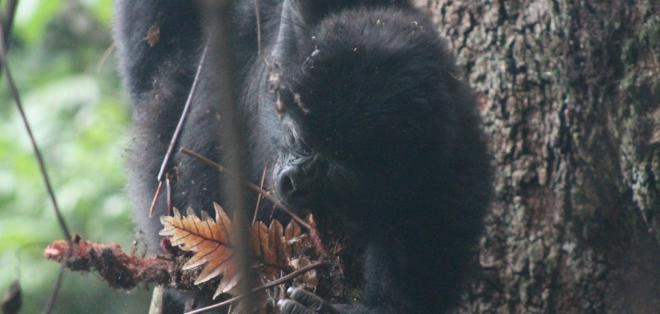 Luxury Gorilla Trekking in Rwanda