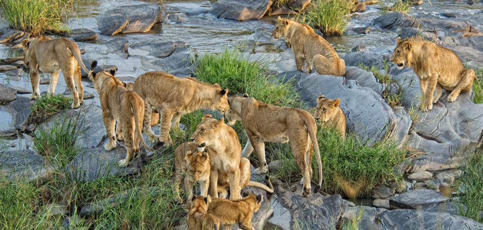 Masai Mara National Reserve