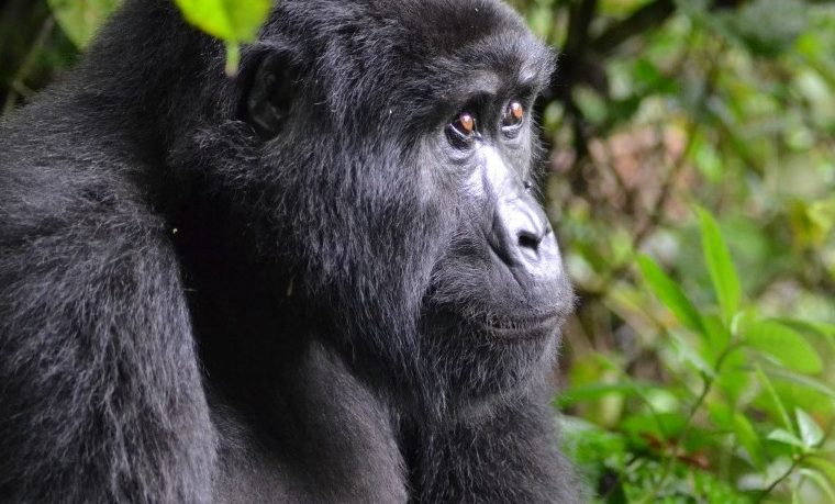 12 Days wildebeests and double gorilla trekking Safari – Private safari journey