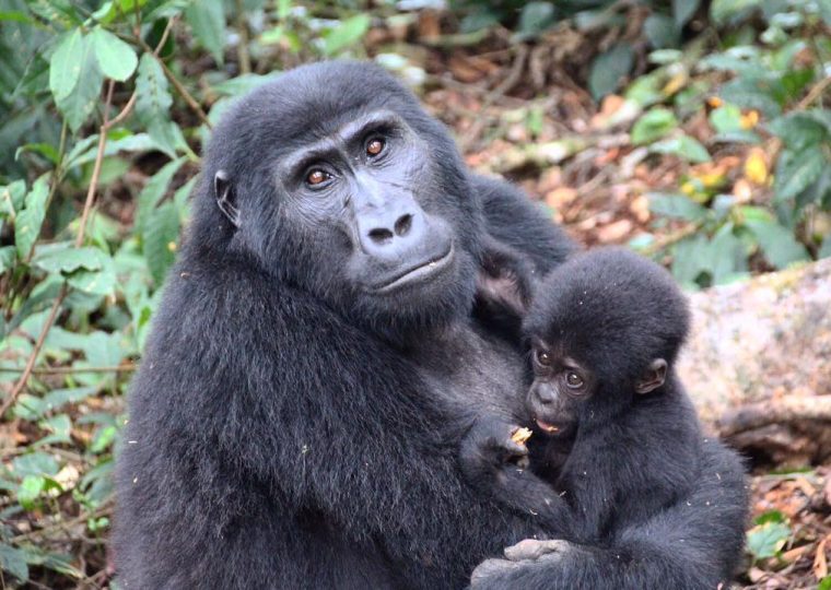 Minimum age for gorilla trekking – Gorilla Uganda journal