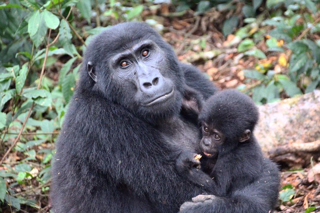 Minimum age for gorilla trekking
