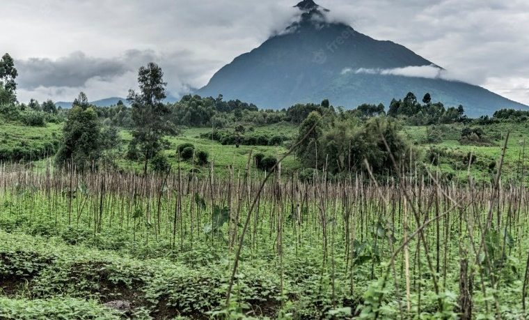 Mount. Mikeno – Gorilla Uganda journal