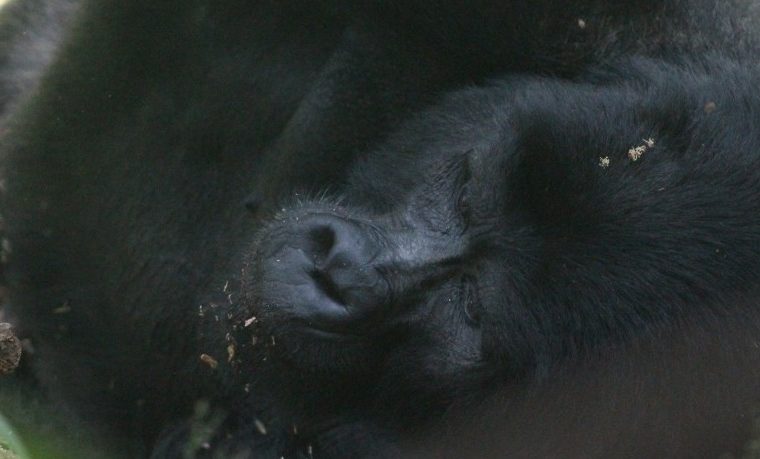 2 Days Bwindi Gorilla Trekking Safari from Kigali