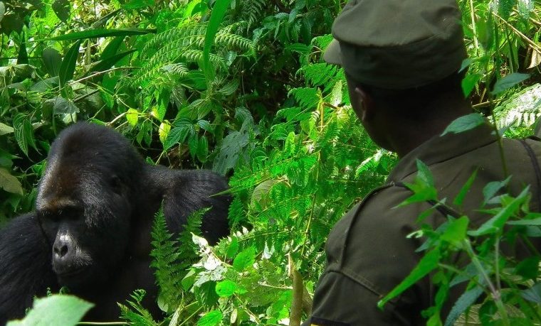 Nyakagezi gorilla family in Mgahinga National Park – Gorilla Uganda journal