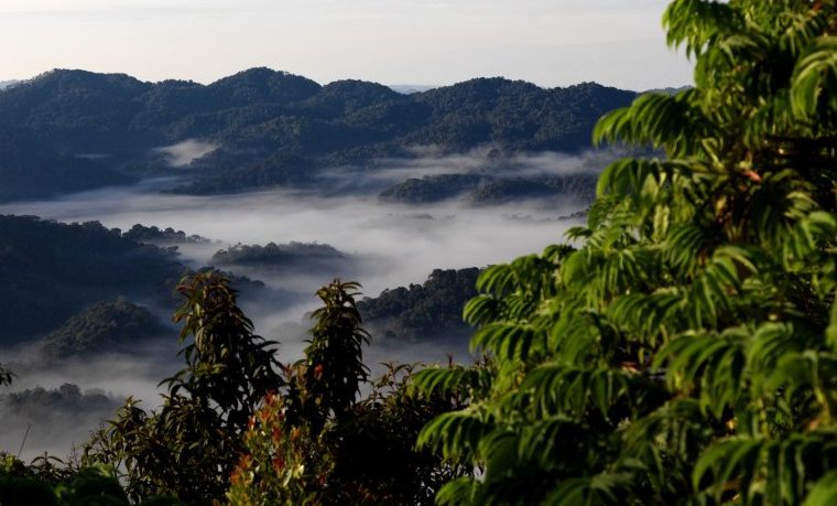 Nyungwe National Park – Gorilla Uganda journal