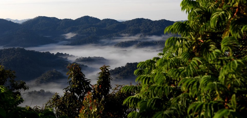 Nyungwe National Park