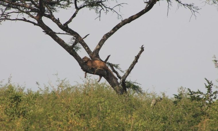 Queen Elizabeth National Park – Destination guide