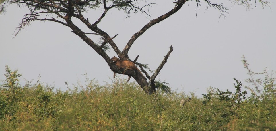 Queen Elizabeth National Park