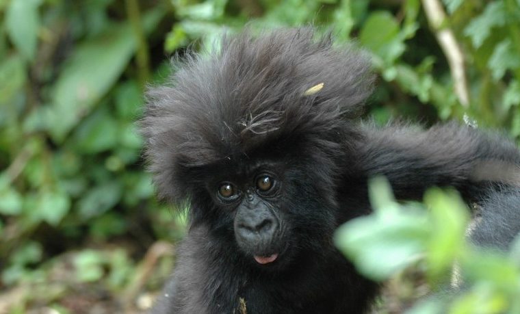 6 Days Rwanda Gorilla and Lake Kivu Safari