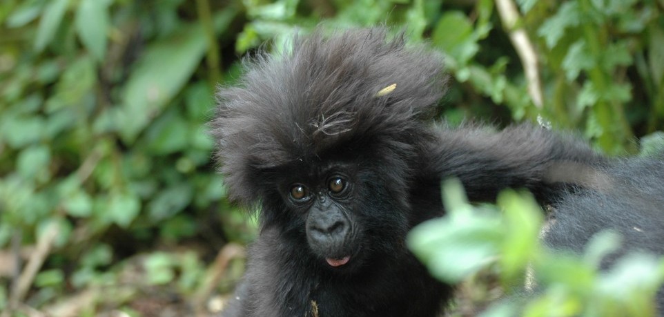 Rwanda Gorilla Tours