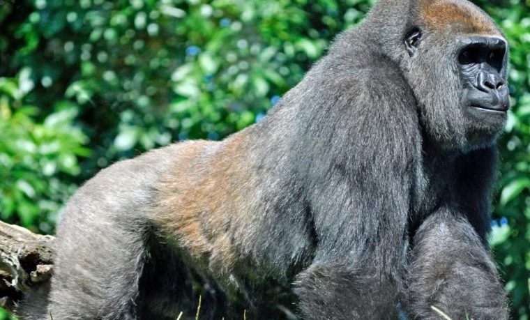 The Eastern Lowland Gorillas in Kahuzi-Biega National Park – Gorilla Uganda journal