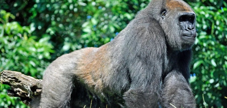 The Eastern Lowland Gorillas in Kahuzi-Biega National Park