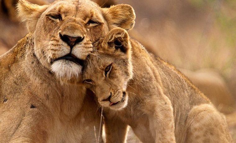 Top things to do in Uganda – Gorilla Uganda journal