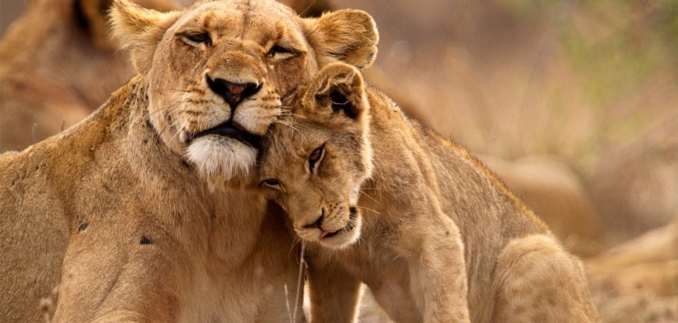 Top things to do in Uganda