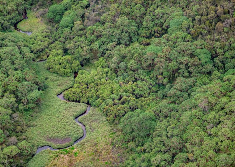 Trails in Nyungwe National Park – Gorilla Uganda journal