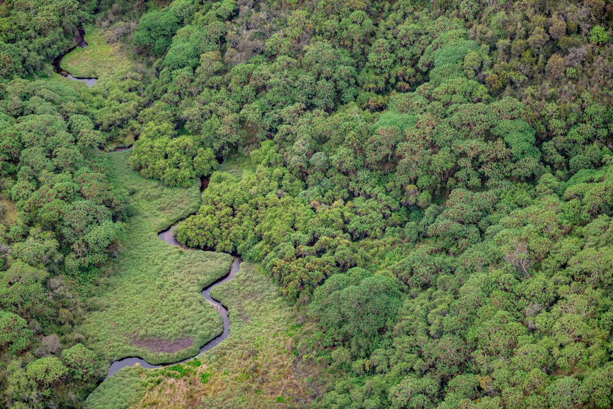 Trails in Nyungwe National Park – Gorilla Uganda journal