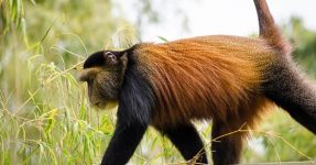 Uganda Golden Monkey Trekking Permit