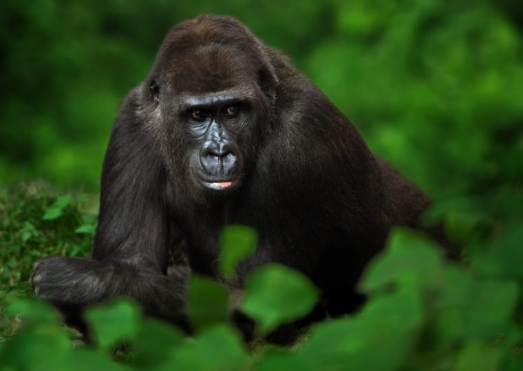 Uganda Gorilla Safari from London – Gorilla Uganda journal