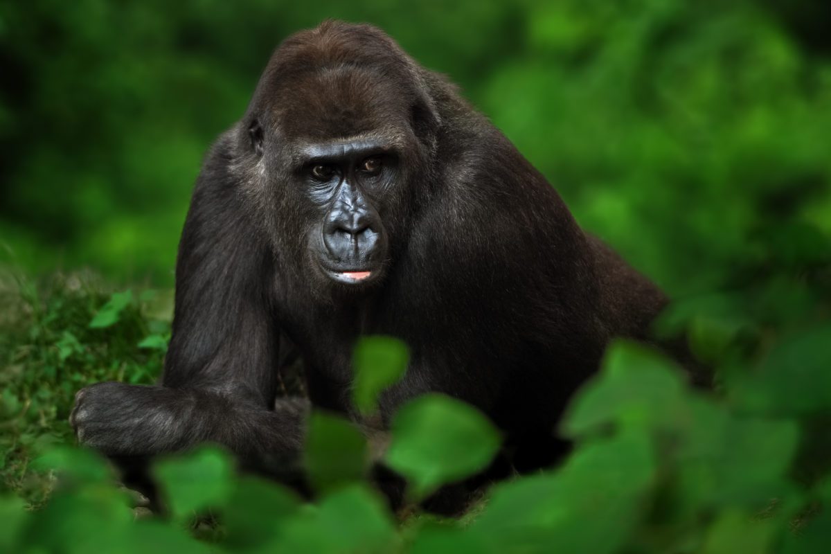 Uganda Gorilla Safari from London