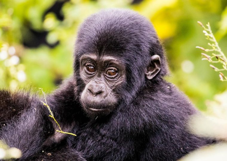 Uganda Gorilla Trekking in April – Gorilla Uganda journal