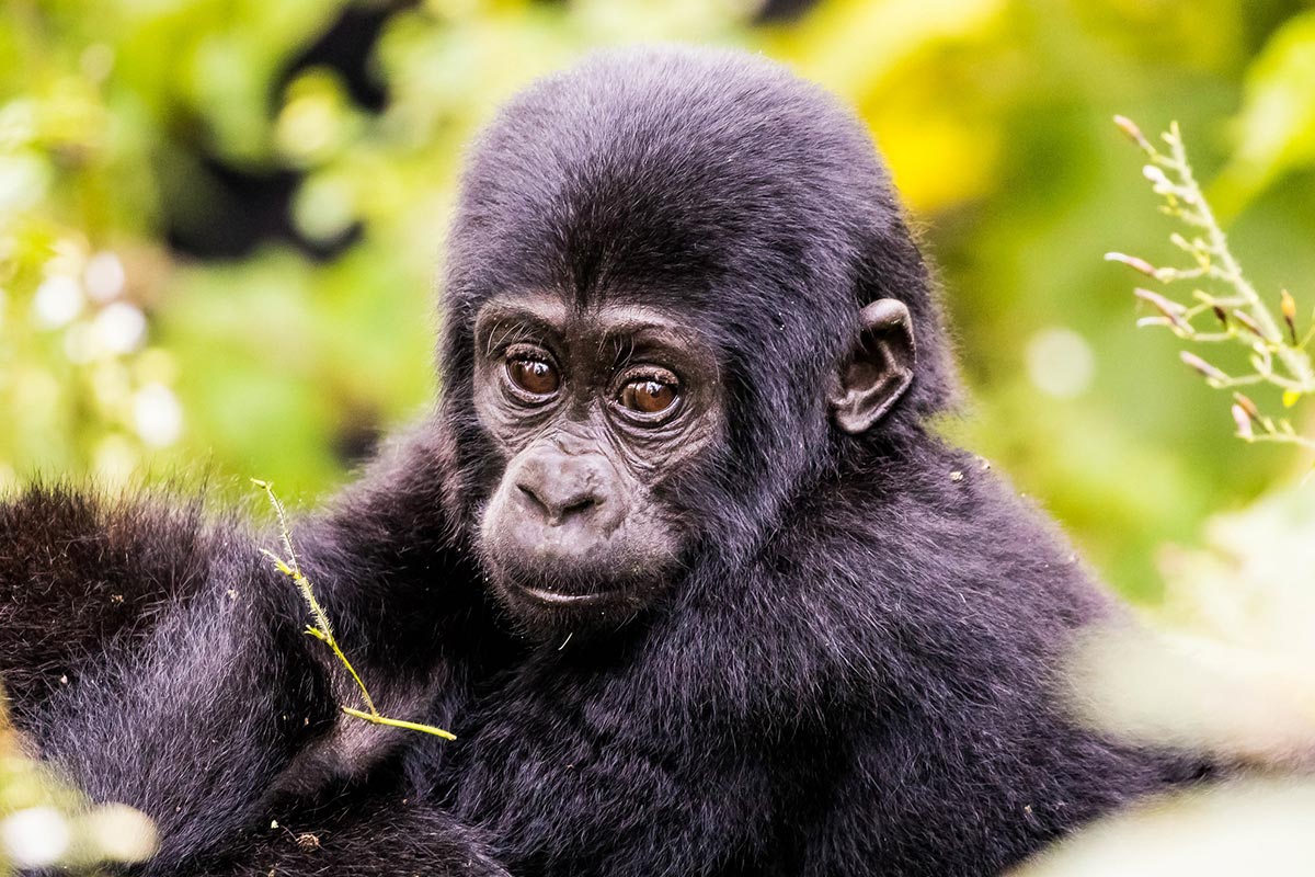 Uganda Gorilla Trekking in April – Gorilla Uganda journal