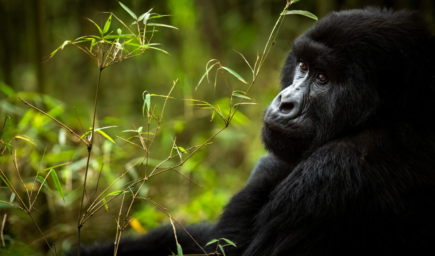 Uganda Gorilla Trekking in February