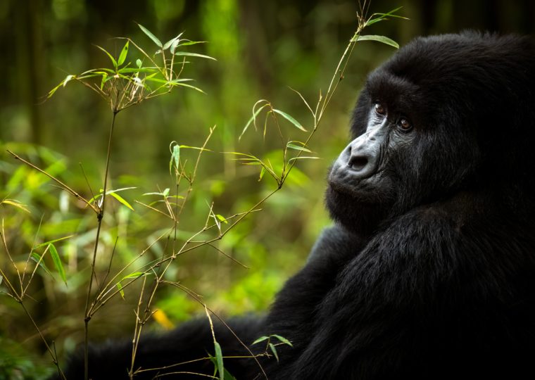 Uganda Gorilla Trekking in February – Gorilla Uganda journal