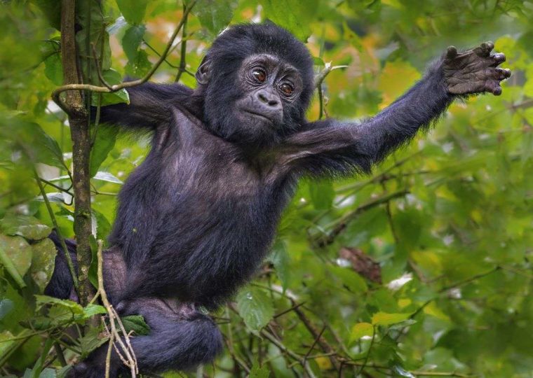 Uganda Gorilla Trekking in January – Gorilla Uganda journal