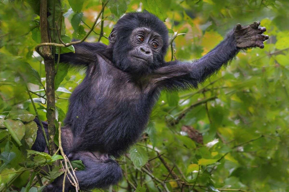 Uganda Gorilla Trekking in January – Gorilla Uganda journal