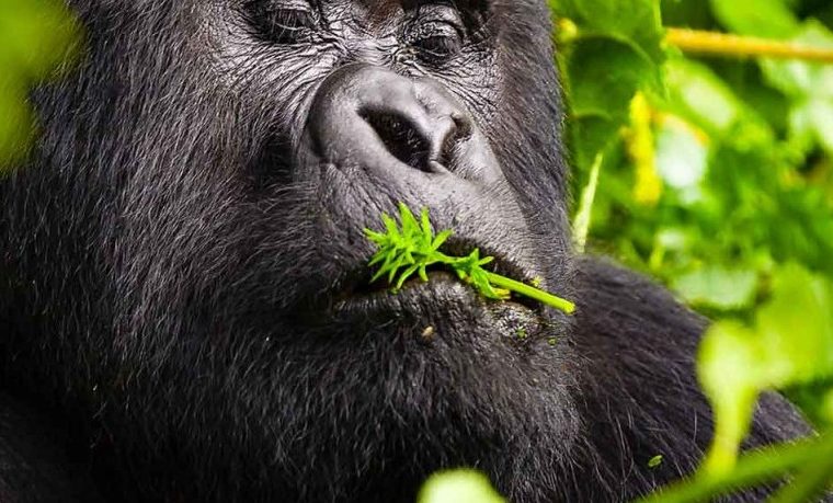 Uganda Gorilla Trekking in Rainy Season – Gorilla Uganda journal
