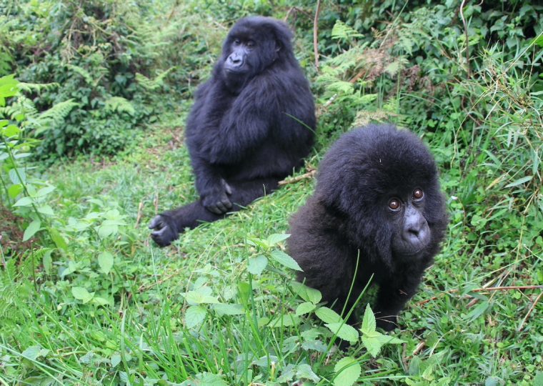 Uganda Gorilla trekking from Kigali Rwanda – Gorilla Uganda journal