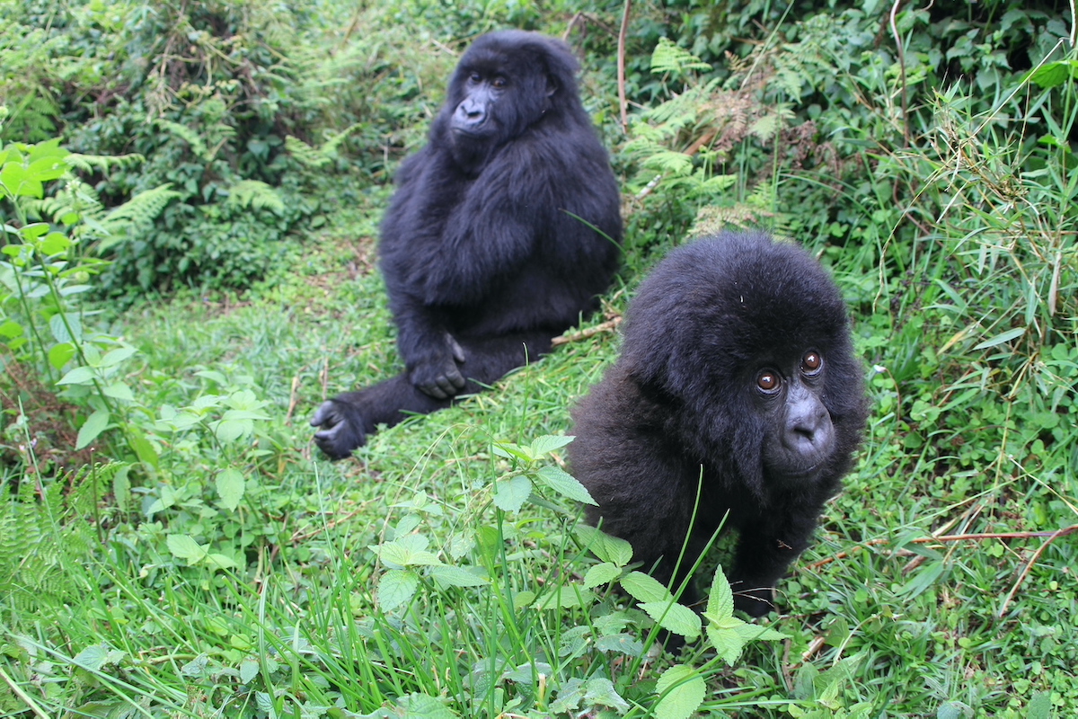 Uganda Gorilla trekking from Kigali Rwanda – Gorilla Uganda journal