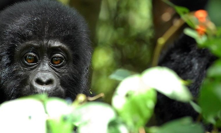 6 Days Primates and Adventure Safari in Rwanda