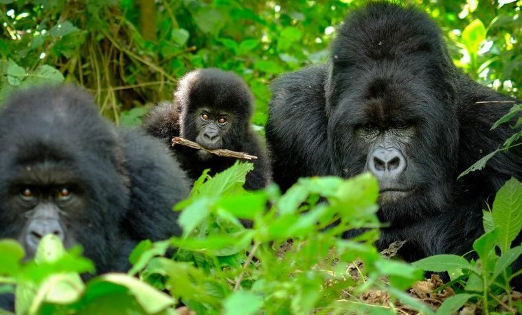 Uganda gorilla trekking permits – Gorilla Uganda journal