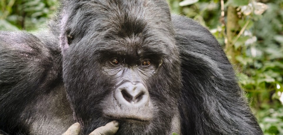 Virunga National Park